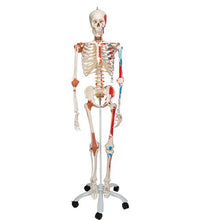 Human Skeleton Model "Sam" with Muscles & Ligaments - 3B Smart Anatomy