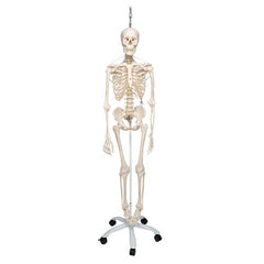 Functional & Physiological Human Skeleton Model Frank on Hanging Stand - 3B Smart Anatomy