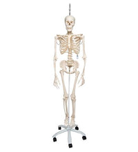 Physiological Human Skeleton Model Phil on Hanging Stand - 3B Smart Anatomy