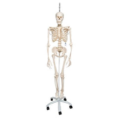 Physiological Human Skeleton Model Phil on Hanging Stand - 3B Smart Anatomy