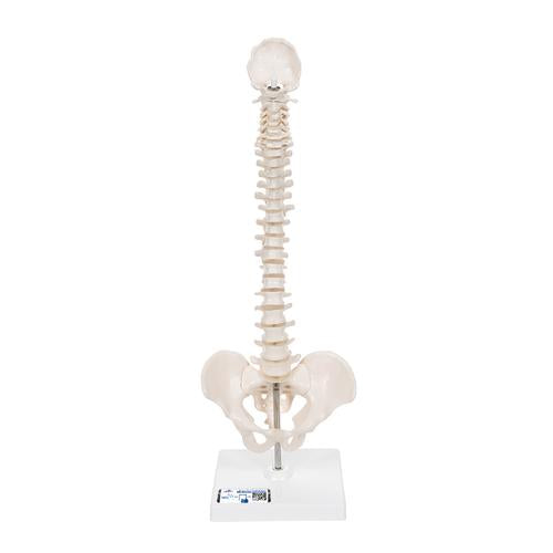 Mini Human Spinal Column Model, Flexible Mounted, on Removable Base - 3B Smart Anatomy