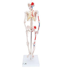Mini Human Skeleton Shorty with Painted Muscles, Pelvic Mounted, Half Natural Size - 3B Smart Anatomy