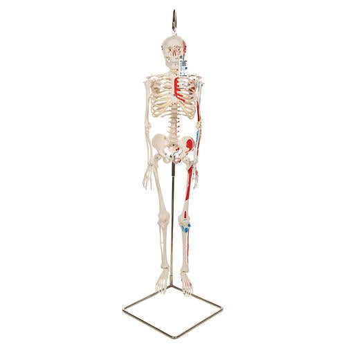 Mini Human Skeleton Shorty with Painted Muscles on Hanging Stand, Half Natural Size - 3B Smart Anatomy