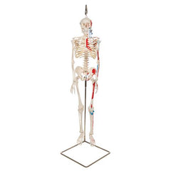 Mini Human Skeleton Shorty with Painted Muscles on Hanging Stand, Half Natural Size - 3B Smart Anatomy