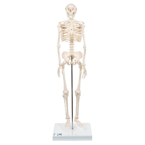 Mini Human Skeleton Model Shorty, Half Natural Size - 3B Smart Anatomy