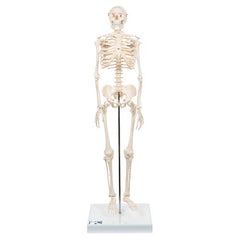 Mini Human Skeleton Model Shorty, Half Natural Size - 3B Smart Anatomy