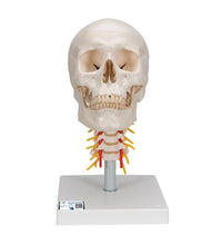 Human Skull Model on Cervical Spine, 4 part - 3B Smart Anatomy