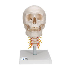 Human Skull Model on Cervical Spine, 4 part - 3B Smart Anatomy