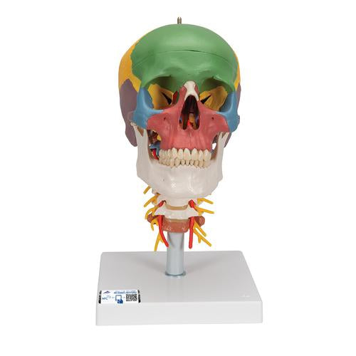 Didactic Human Skull Model on Cervical Spine, 4 part - 3B Smart Anatomy