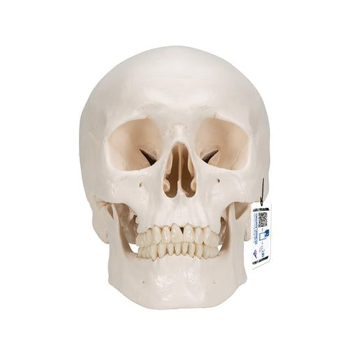 Classic Human Skull Model with Brain, 8-parts - 3B Smart Anatomy