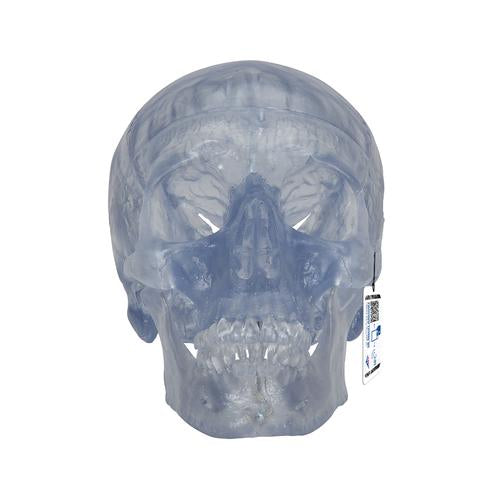 Transparent Classic Human Skull Model, 3 part - 3B Smart Anatomy