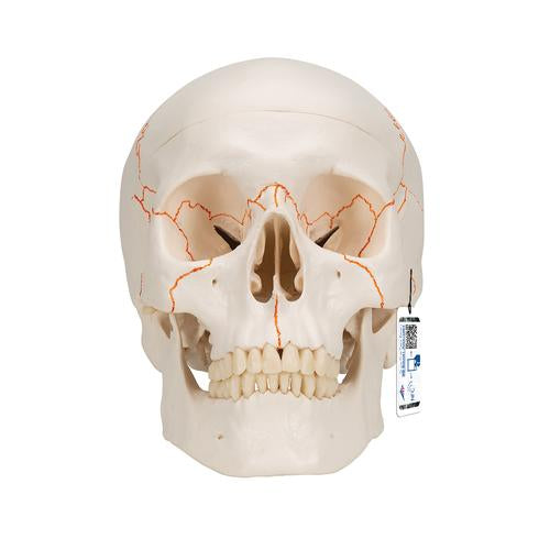 Human Classic Skull Model, 3 part - 3B Smart Anatomy