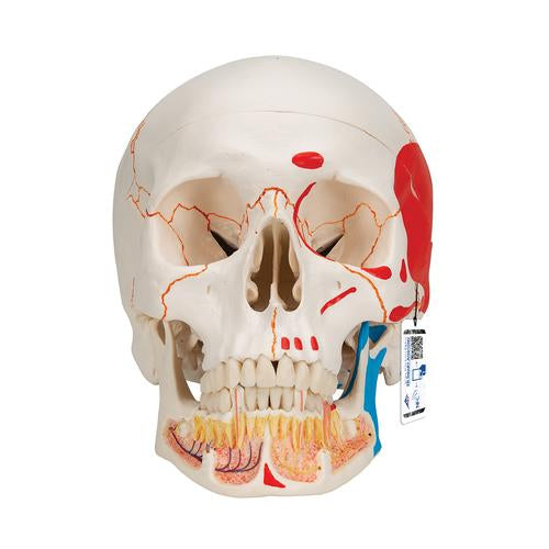 Classic Human Skull Model painted, with Opened Lower Jaw, 3 part - 3B Smart Anatomy