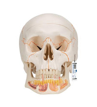 Classic Human Skull Model with Opened Lower Jaw, 3 part - 3B Smart Anatomy