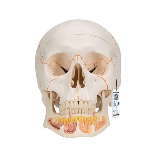 Classic Human Skull Model with Opened Lower Jaw, 3 part - 3B Smart Anatomy