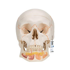 Classic Human Skull Model with Opened Lower Jaw, 3 part - 3B Smart Anatomy