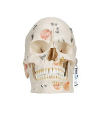 Deluxe Human Demonstration Dental Skull Model, 10 part - 3B Smart Anatomy