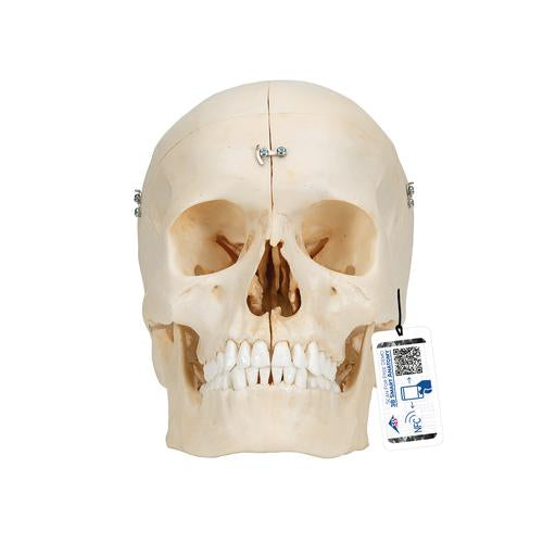 BONElike Human Bony Skull Model, 6 part - 3B Smart Anatomy