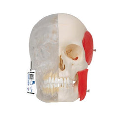 BONElike Human Skull Model, Half Transparent & Half Bony, 8 part - 3B Smart Anatomy