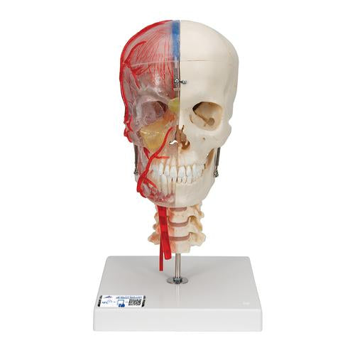 BONElike Human Skull Model, Half Transparent & Half Bony, Complete with Brain & Vertebrae - 3B Smart Anatomy