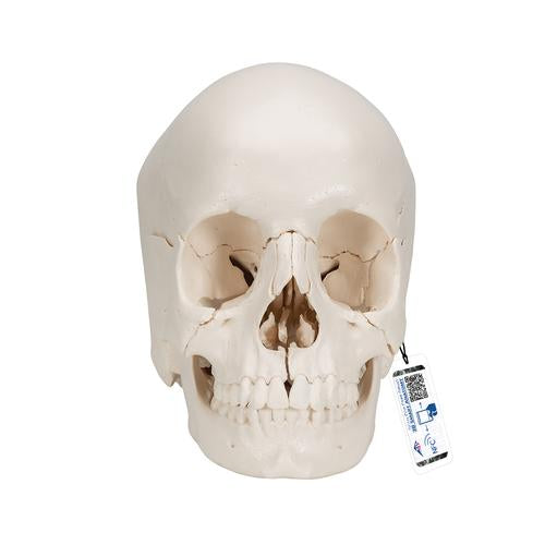 Beauchene Adult Human Skull Model, Bone Colored Version, 22 part - 3B Smart Anatomy