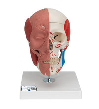 Human Skull with Facial Muscles - 3B Smart Anatomy