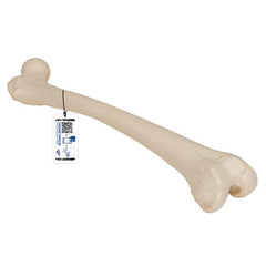 Human Femur - 3B Smart Anatomy