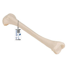 Human Tibia Model- 3B Smart Anatomy