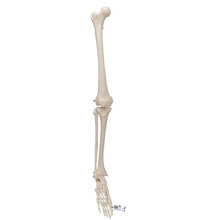 Human Skeleton of Leg with Foot, Wire Mounted - 3B Smart Anatomy
