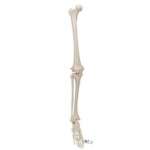 Human Skeleton of Leg with Foot, Wire Mounted - 3B Smart Anatomy