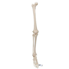 Human Skeleton of Leg with Foot, Wire Mounted - 3B Smart Anatomy