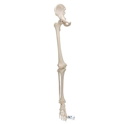 Human Leg Skeleton Model with Hip Bone - 3B Smart Anatomy