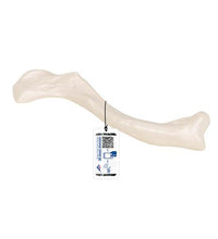 Human Clavicle Model - 3B Smart Anatomy