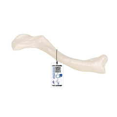 Human Clavicle Model - 3B Smart Anatomy