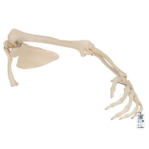 Human Arm Skeleton Model with Scapula & Clavicle - 3B Smart Anatomy