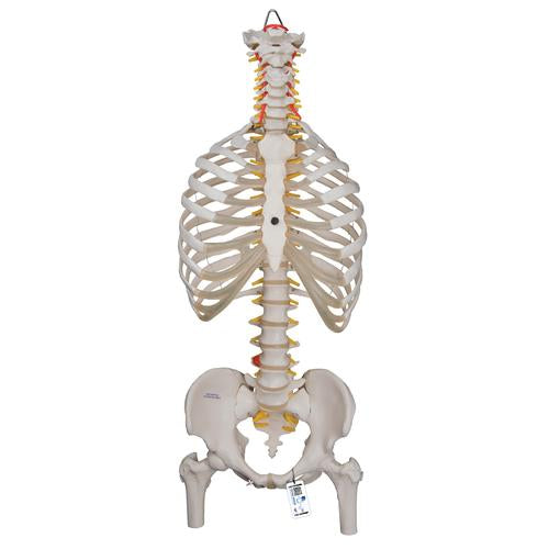 Classic Flexible Human Spine Model with Ribs & Femur Heads - 3B Smart Anatomy