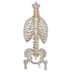 Classic Flexible Human Spine Model with Ribs & Femur Heads - 3B Smart Anatomy