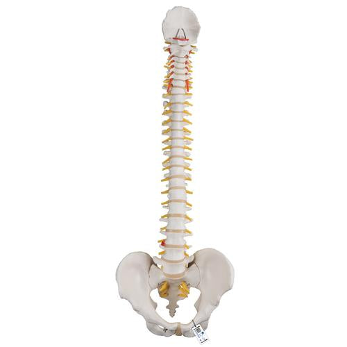 Classic Flexible Human Spine Model - 3B Smart Anatomy