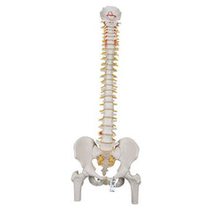 Classic Flexible Human Spine Model with Femur Heads - 3B Smart Anatomy