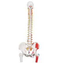 Classic Human Flexible Spine Model with Femur Heads & Painted Muscles - 3B Smart Anatomy