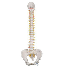 Classic Flexible Human Spine Model with Female Pelvis - 3B Smart Anatomy