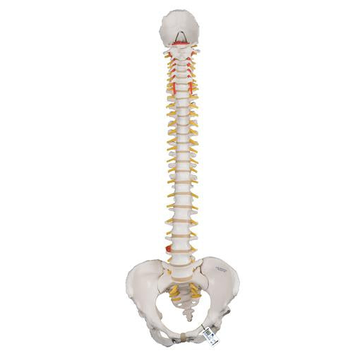 Classic Flexible Human Spine Model with Female Pelvis - 3B Smart Anatomy