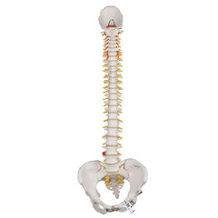 Classic Flexible Human Spine Model with Female Pelvis - 3B Smart Anatomy