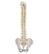 Deluxe Flexible Human Spine Model with Sacral Opening - 3B Smart Anatomy