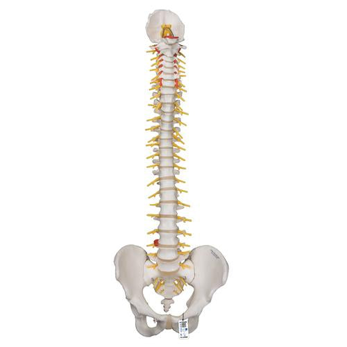 Deluxe Flexible Human Spine Model with Sacral Opening - 3B Smart Anatomy