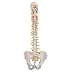 Deluxe Flexible Human Spine Model with Sacral Opening - 3B Smart Anatomy