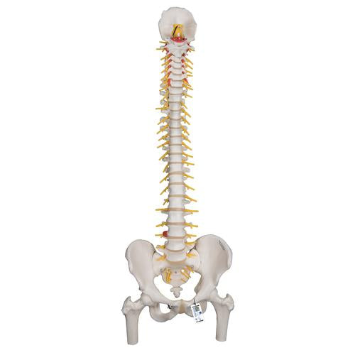 Deluxe Flexible Human Spine Model with Femur Heads & Sacral Opening - 3B Smart Anatomy