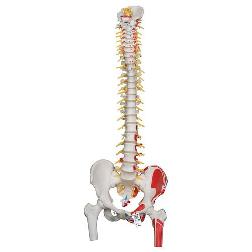 Deluxe Flexible Spine Model with Femur Heads, Painted Muscles & Sacral Opening - 3B Smart Anatomy