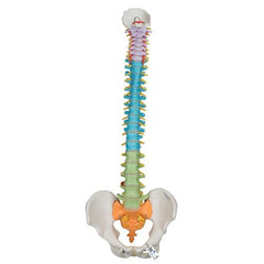 Didactic Flexible Human Spine Model - 3B Smart Anatomy