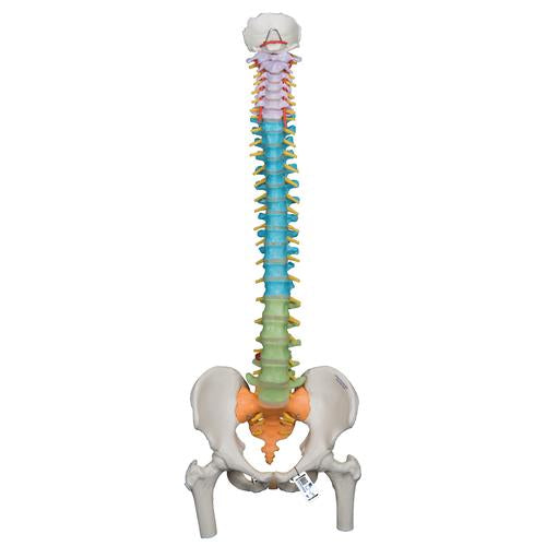 Didactic Flexible Human Spine Model with Femur Heads - 3B Smart Anatomy